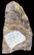 Fossil Ginkgo Leaf From North Dakota - Paleocene #58974-1